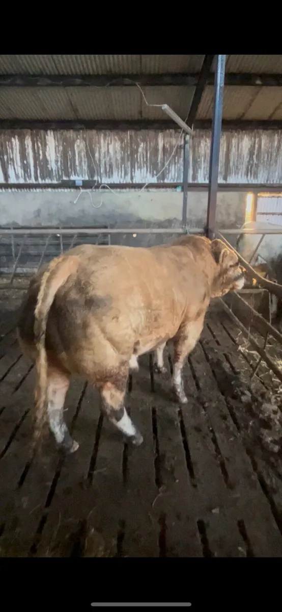 ⭐️ Hybrid Bull ⭐️ - Image 4