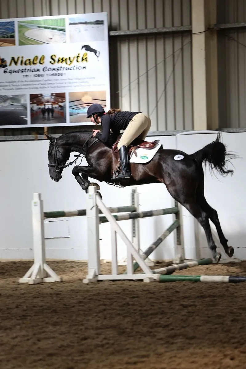 16.1hh 6 yo ISH gelding - Image 1