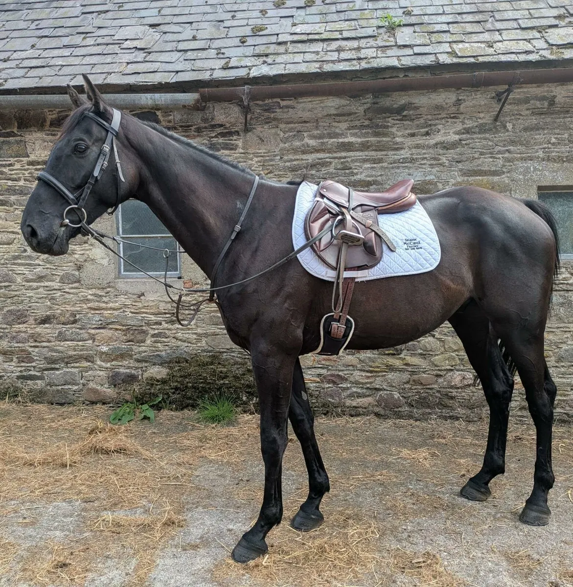 16.1hh 6 yo ISH gelding - Image 2