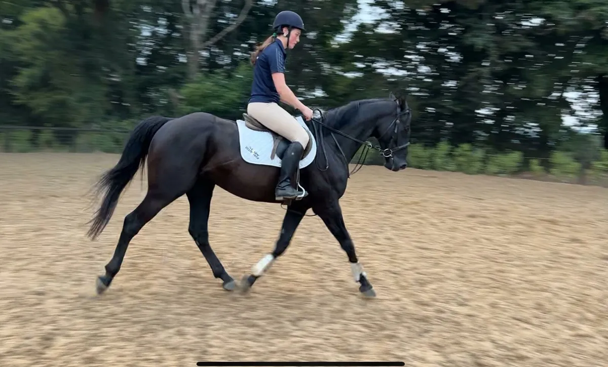 16.1hh 6 yo ISH gelding - Image 3
