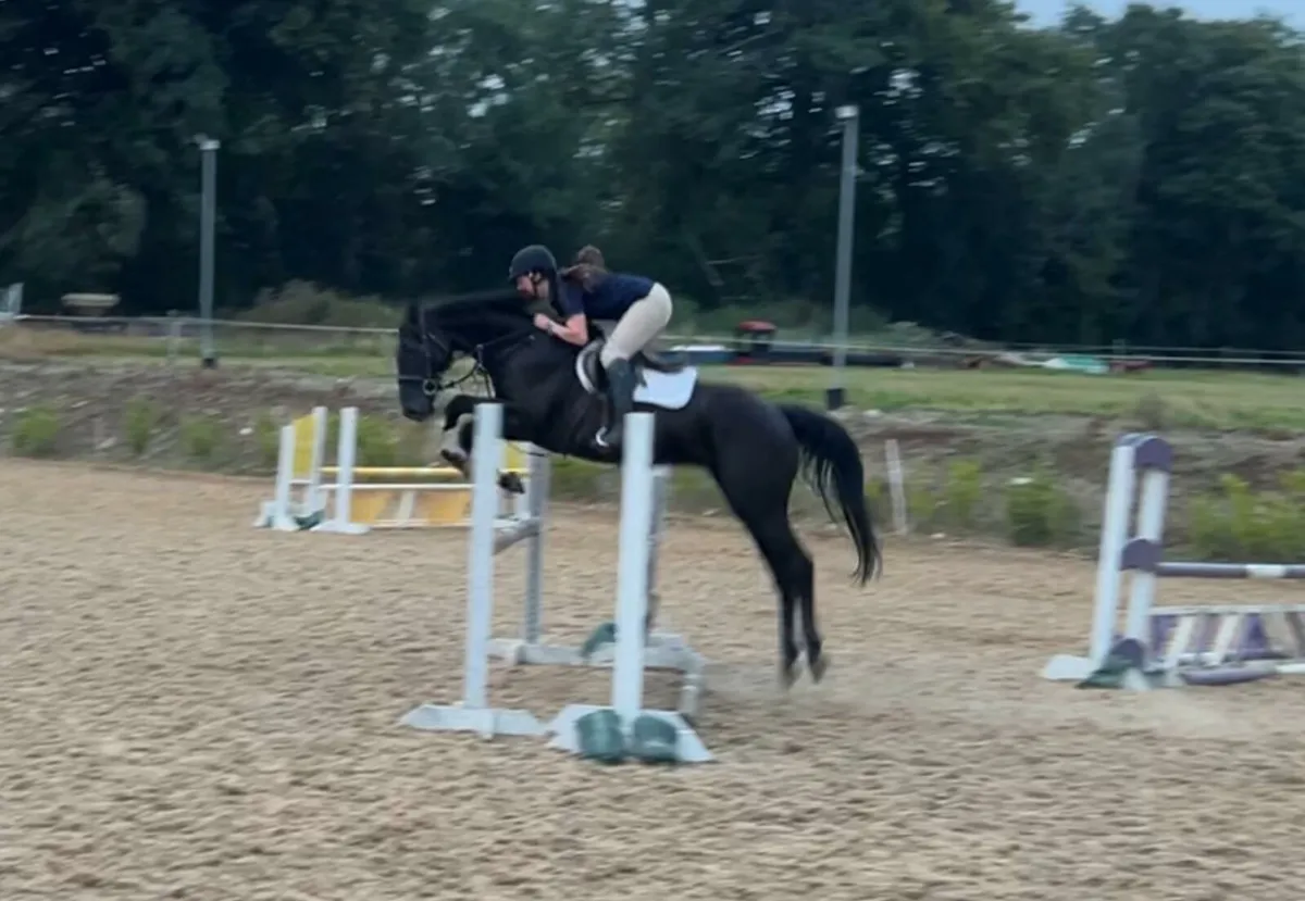 16.1hh 6 yo ISH gelding - Image 4