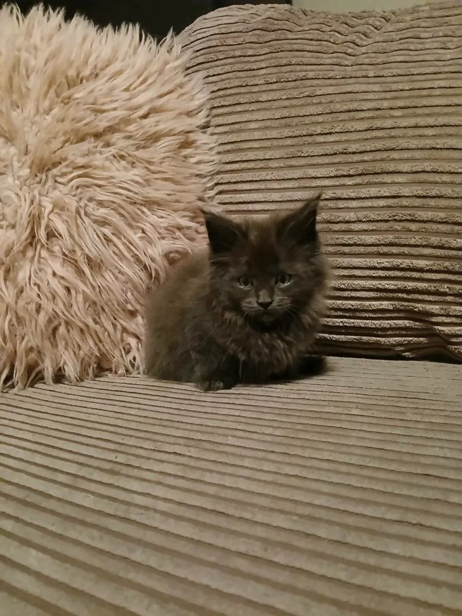 1 female Maine coon kitten remaining - Image 1