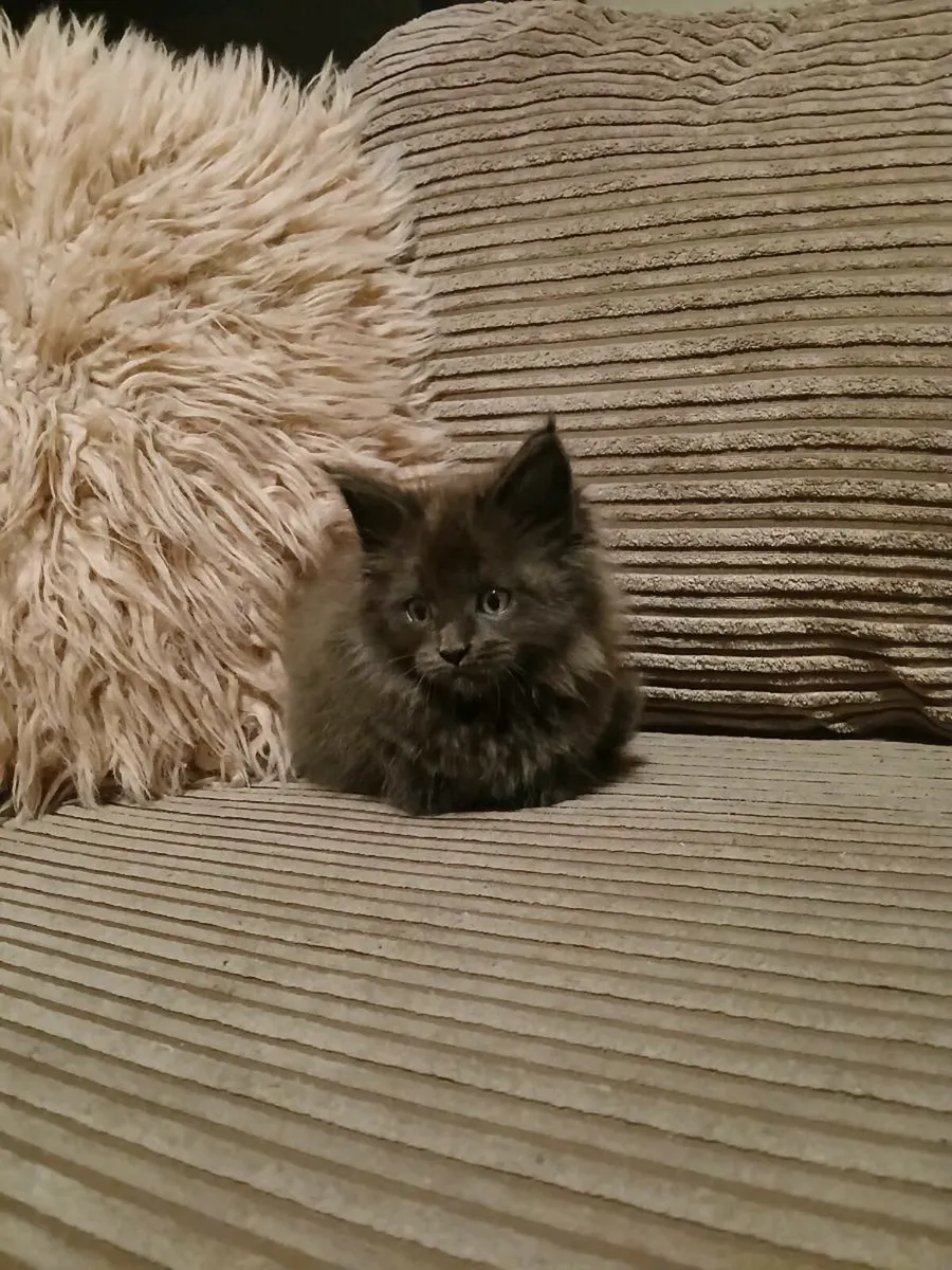 1 female Maine coon kitten remaining - Image 2