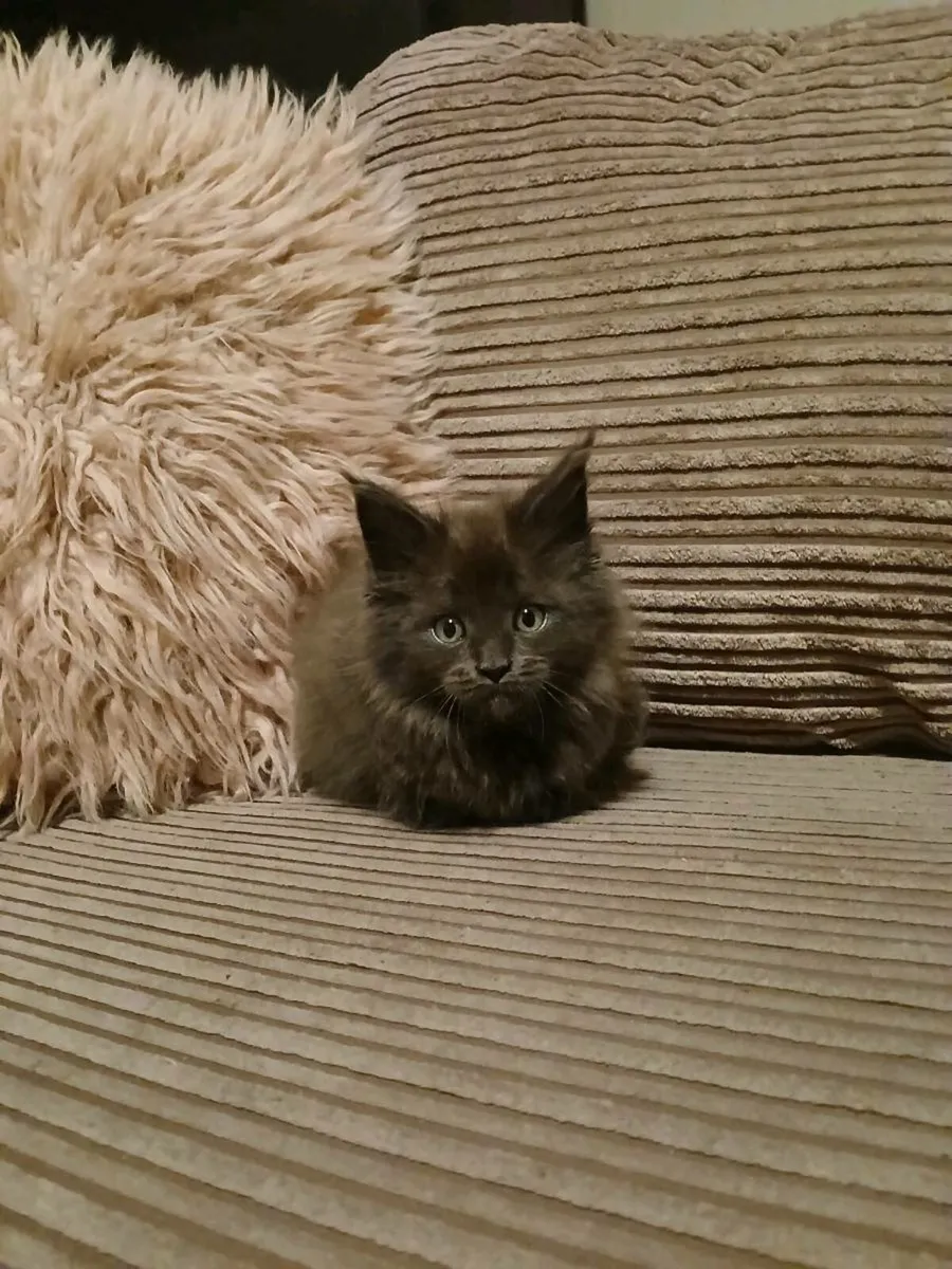 1 female Maine coon kitten remaining - Image 3