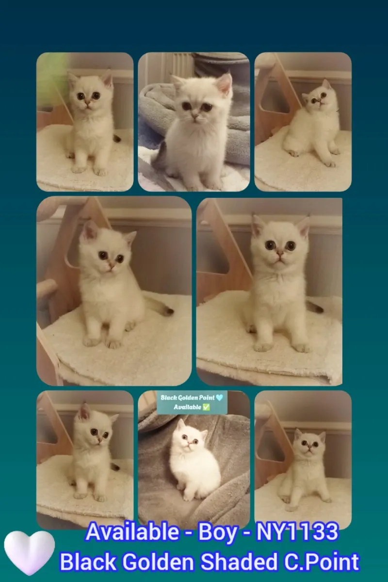 Rare Golden Colourpoint British Shorthair Kitten - Image 3
