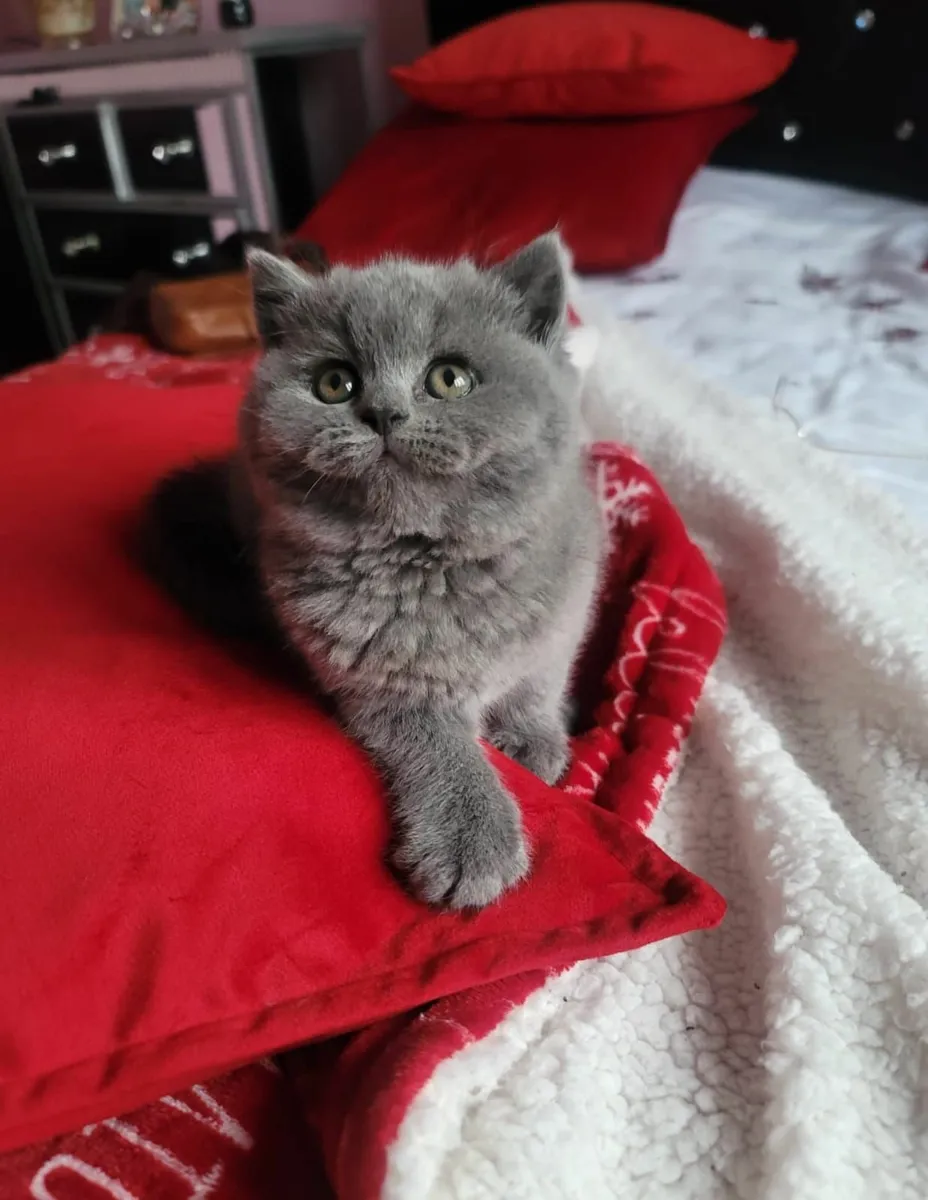 Amazing Purebred British Shorthair kittens - Image 2