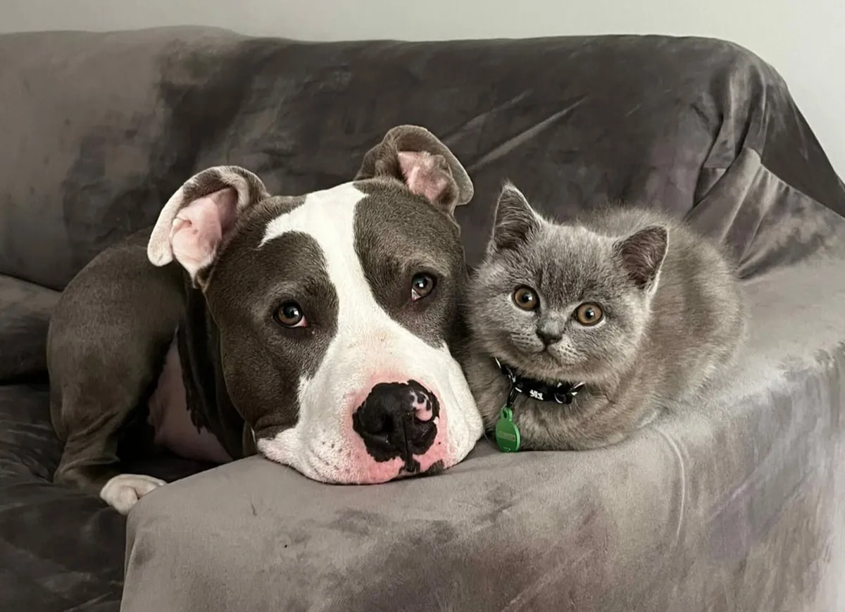 Amazing Purebred British Shorthair kittens - Image 3