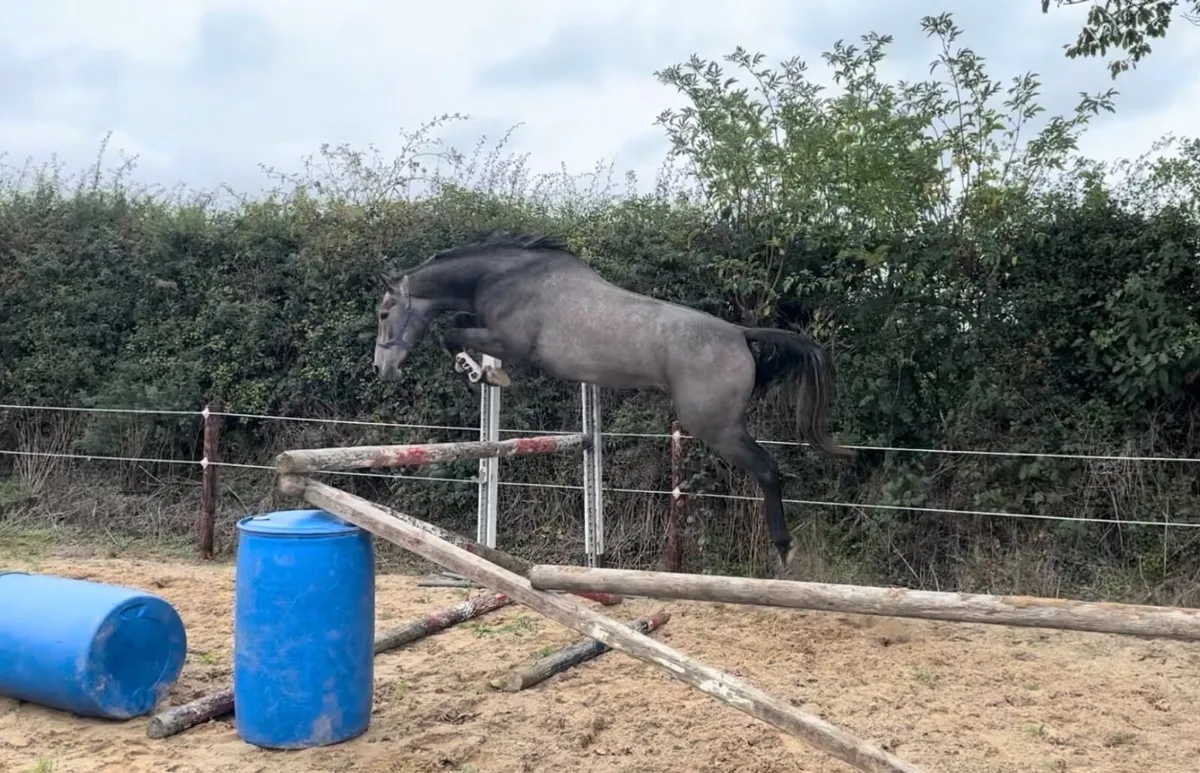 3yo Carrera VDL gelding - Image 1