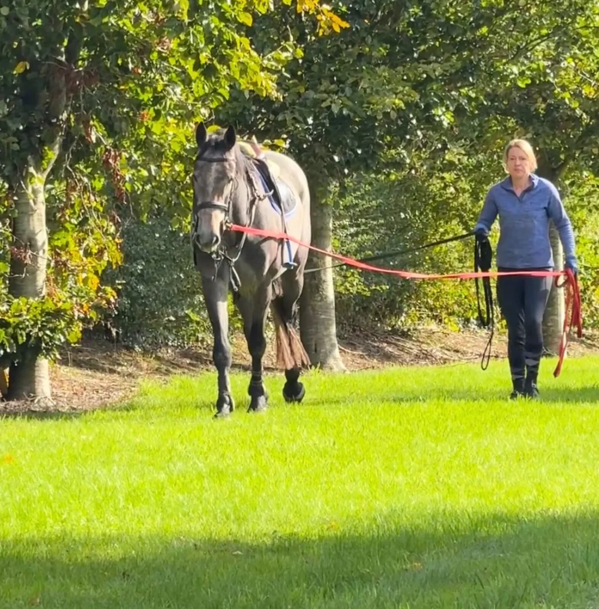 3yo Carrera VDL gelding - Image 2