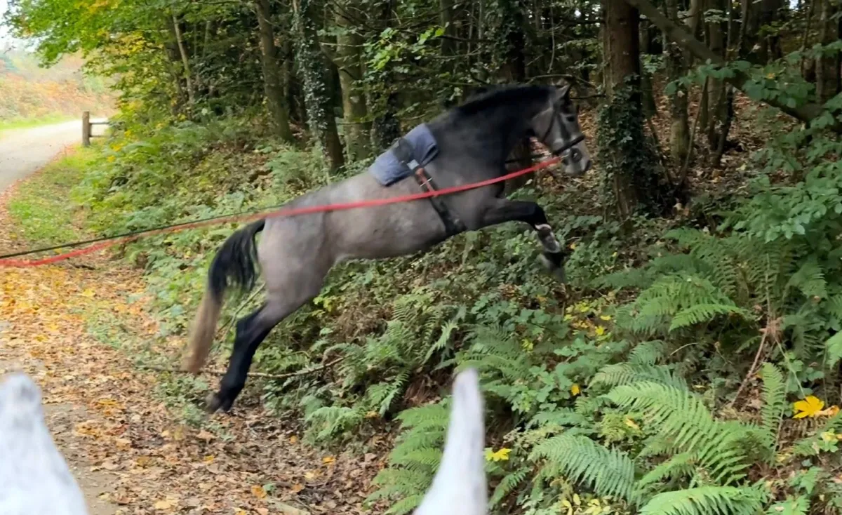3yo Carrera VDL gelding - Image 3