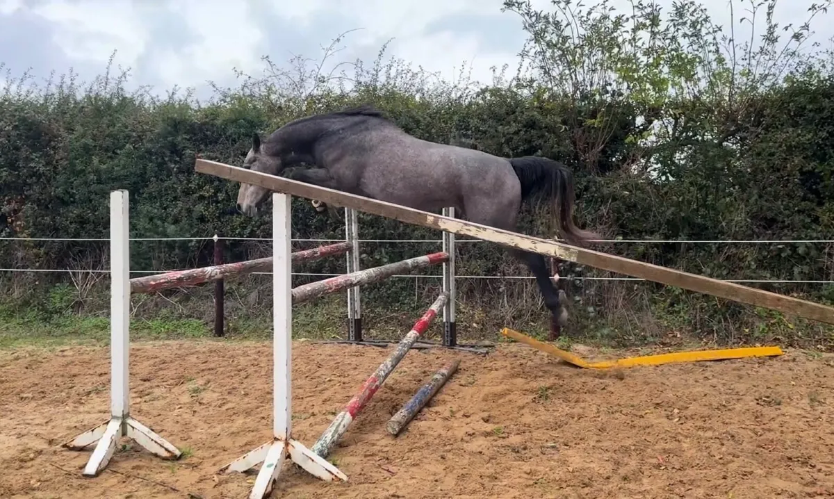 3yo Carrera VDL gelding - Image 4