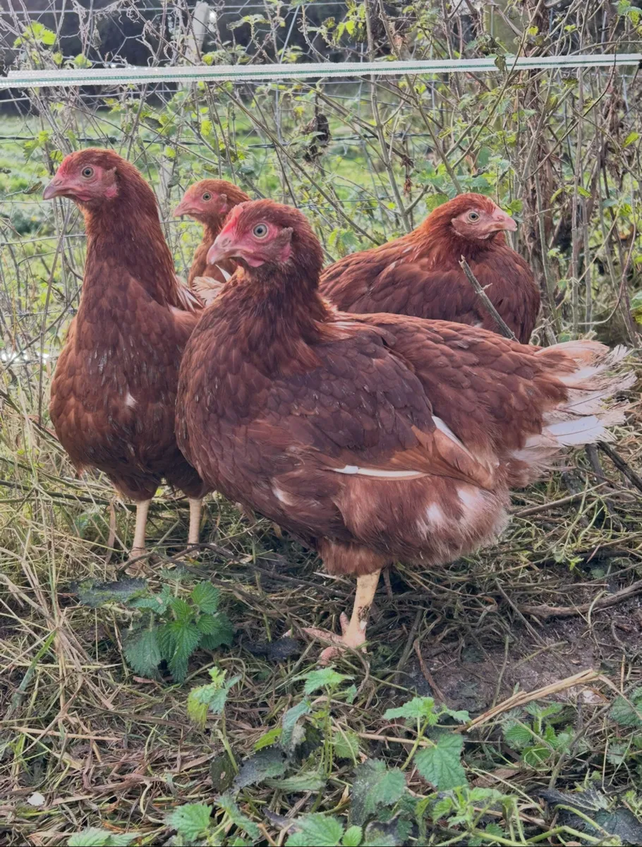 18 week old point of laying pullets - Image 1