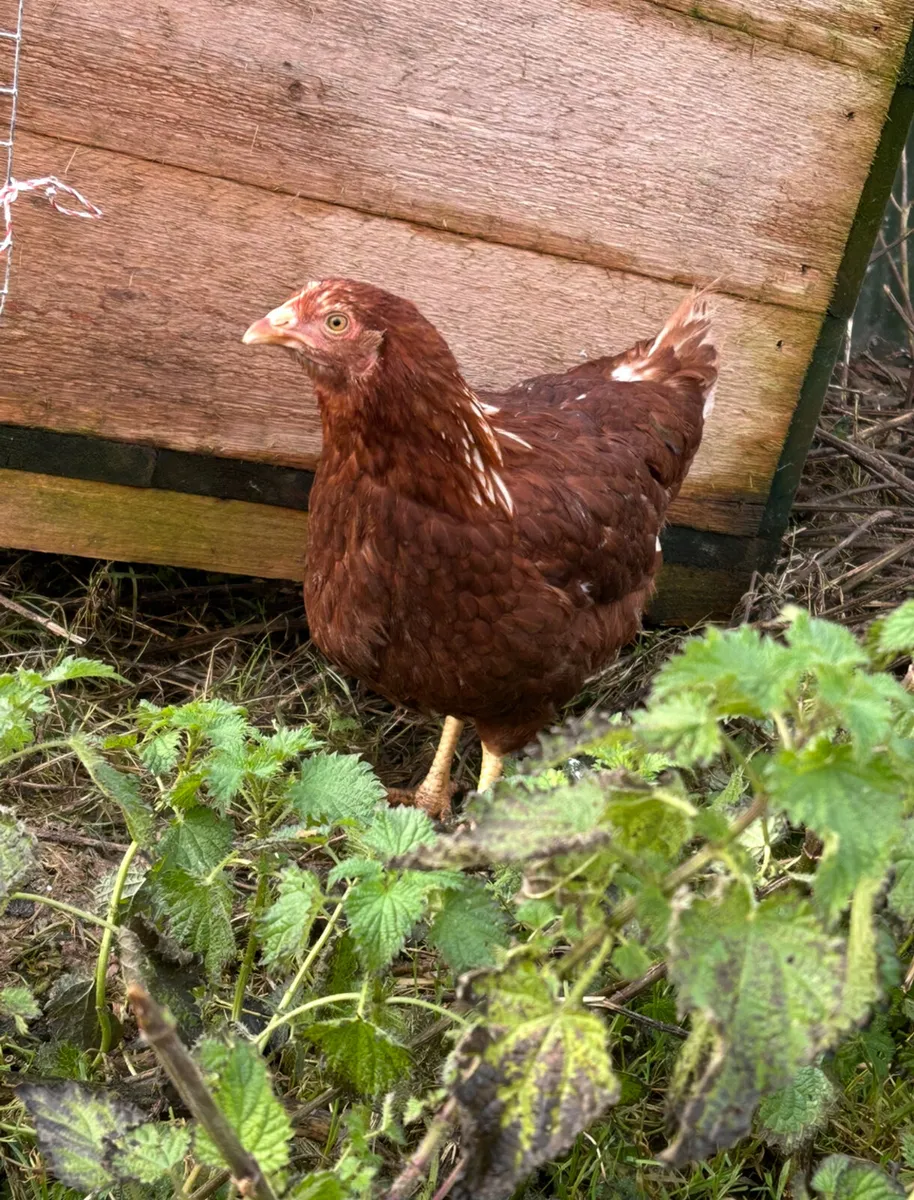 18 week old point of laying pullets - Image 2
