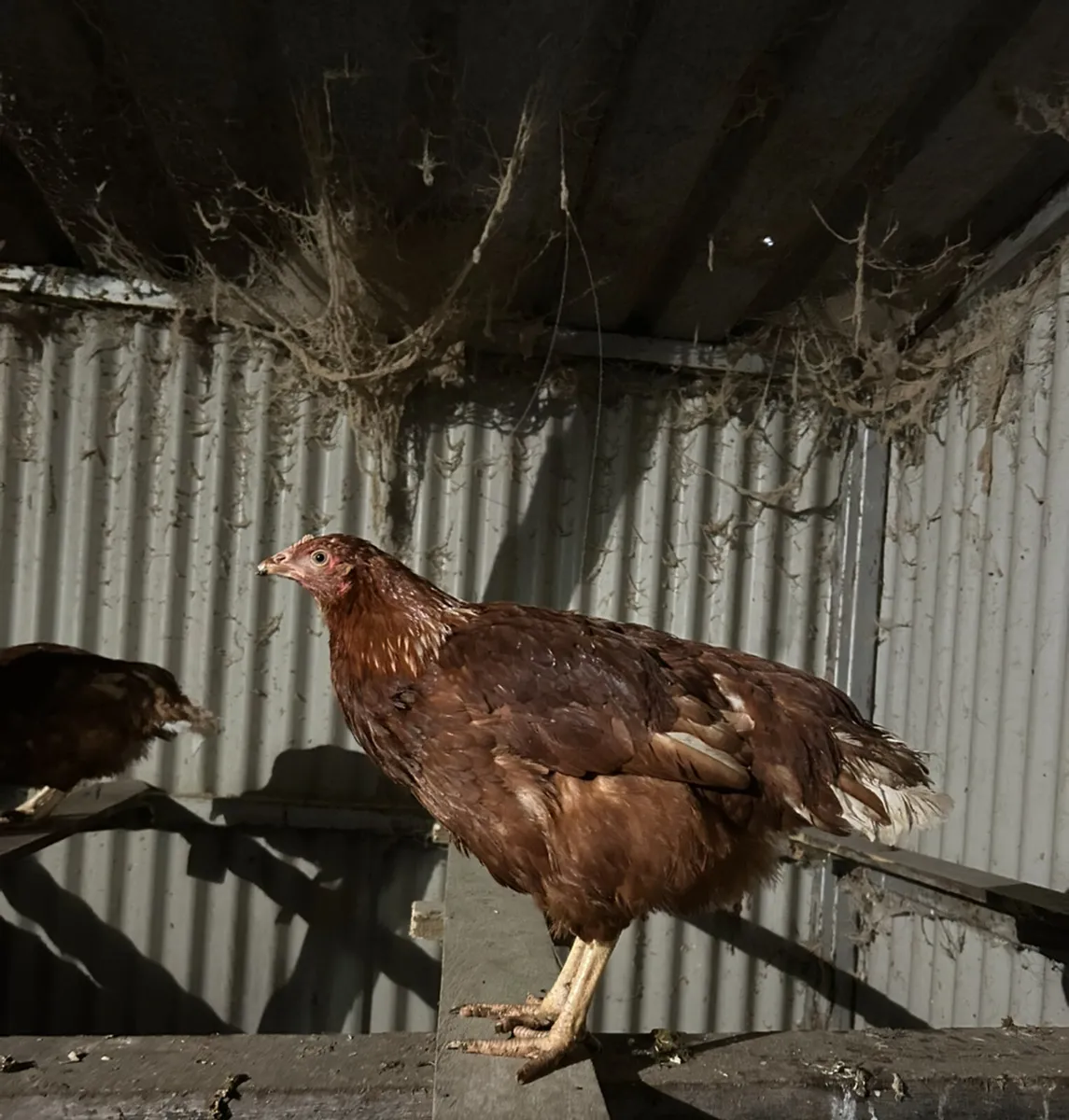 18 week old point of laying pullets - Image 3