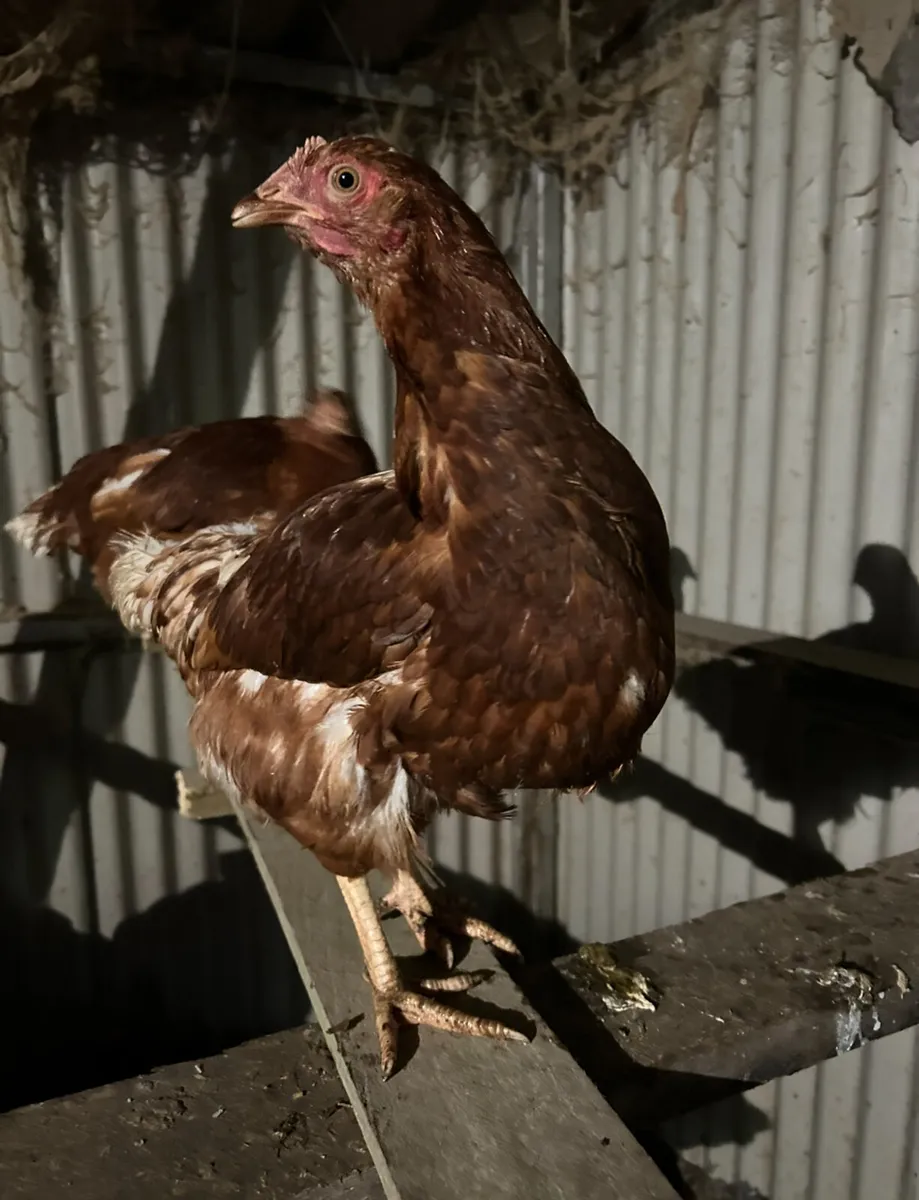 18 week old point of laying pullets - Image 4
