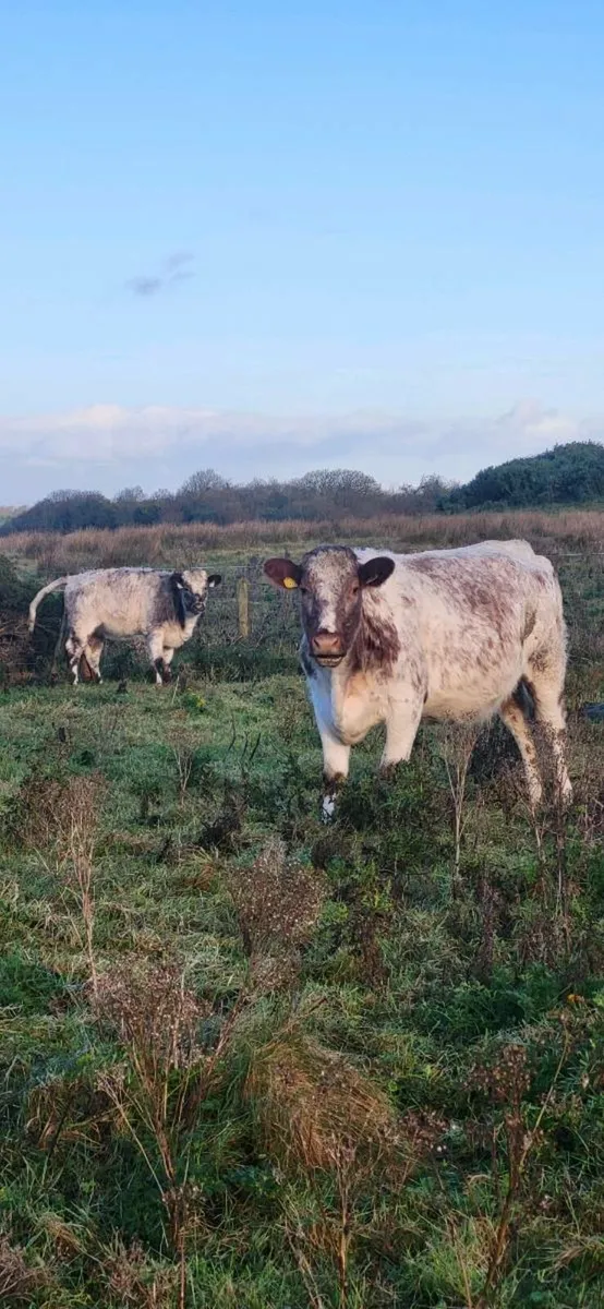 Cow and calf teams. - Image 1