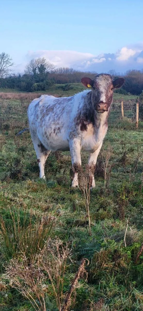 Cow and calf teams. - Image 2