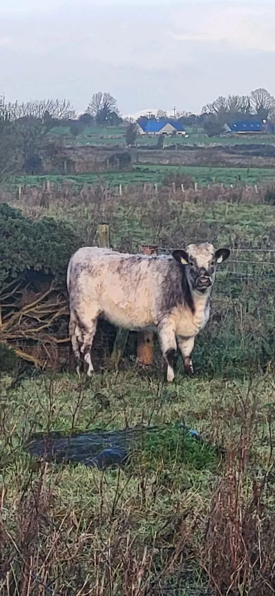 Cow and calf teams. - Image 3