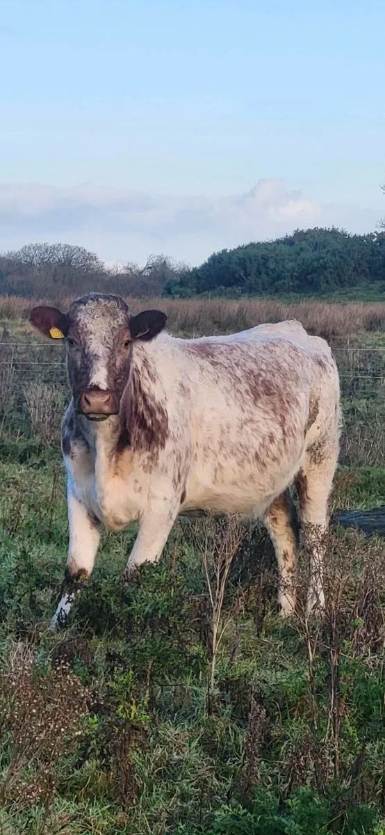 Cow and calf teams. - Image 4