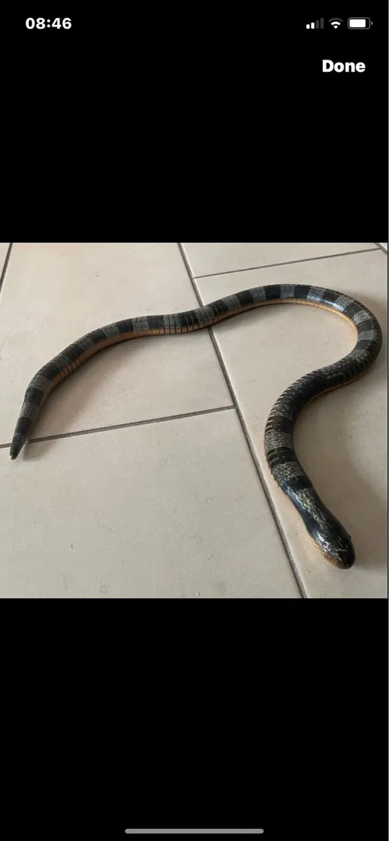 Hand Carved  Moveable Snake Sculpture - Image 1