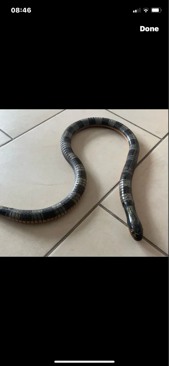 Hand Carved  Moveable Snake Sculpture - Image 2