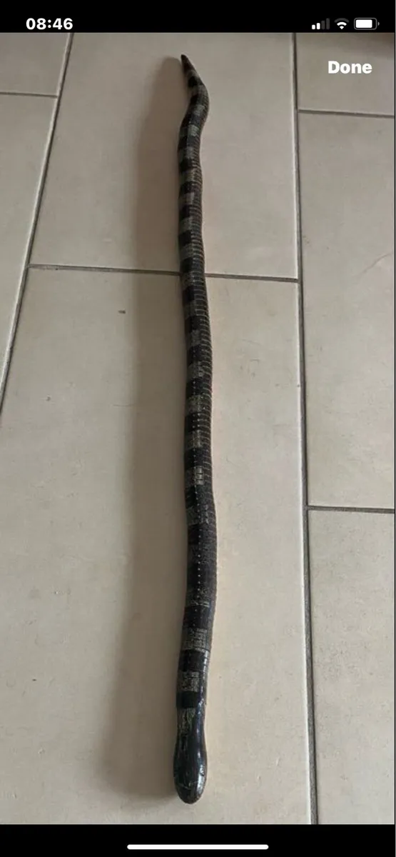 Hand Carved  Moveable Snake Sculpture - Image 3