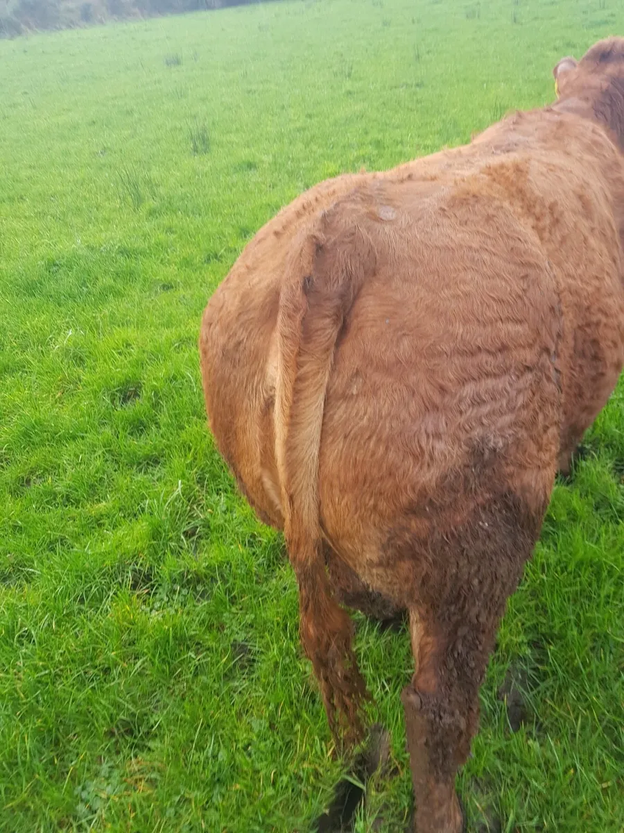 Show Quality Heifer - Image 2