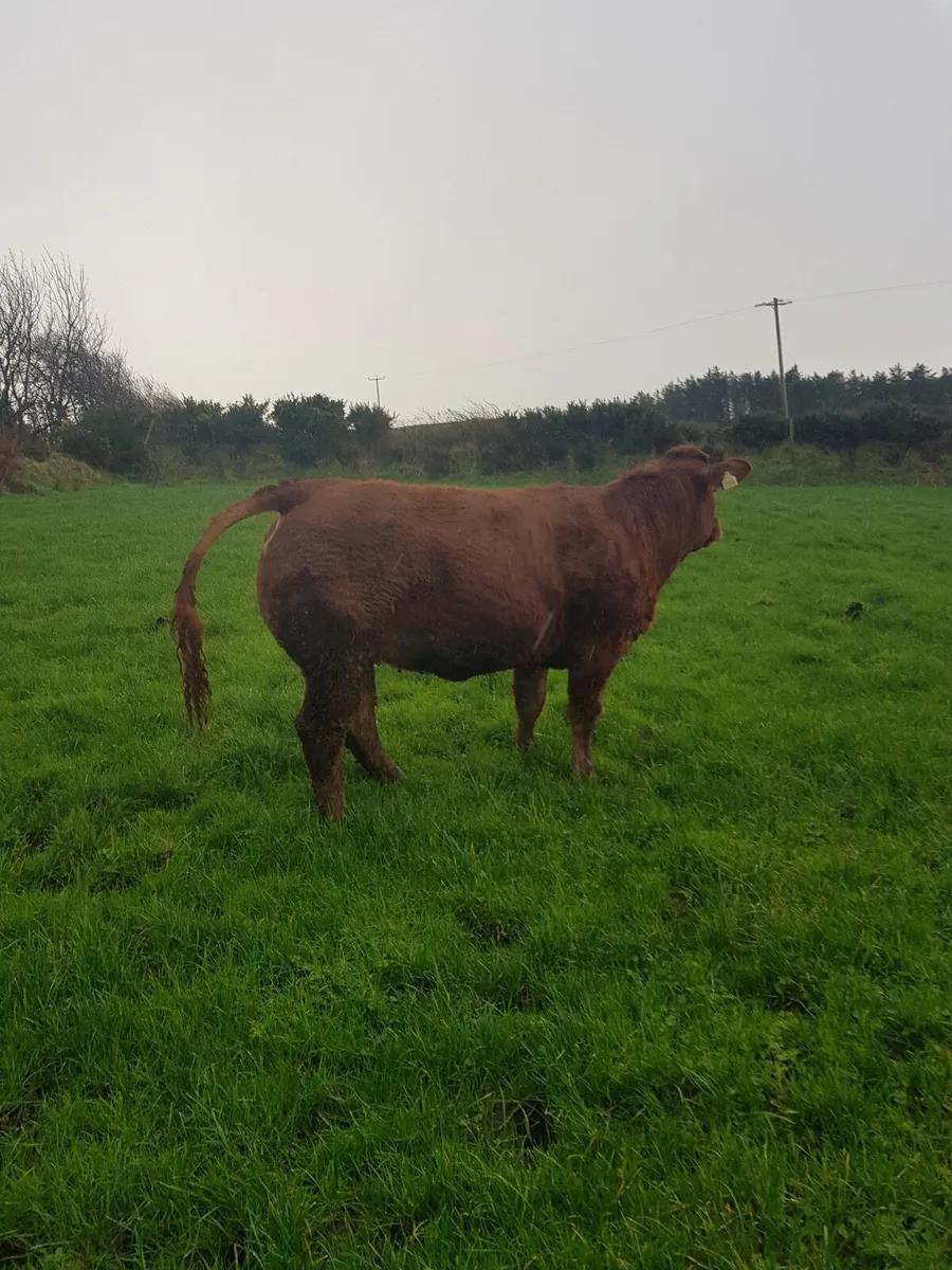 Show Quality Heifer - Image 3