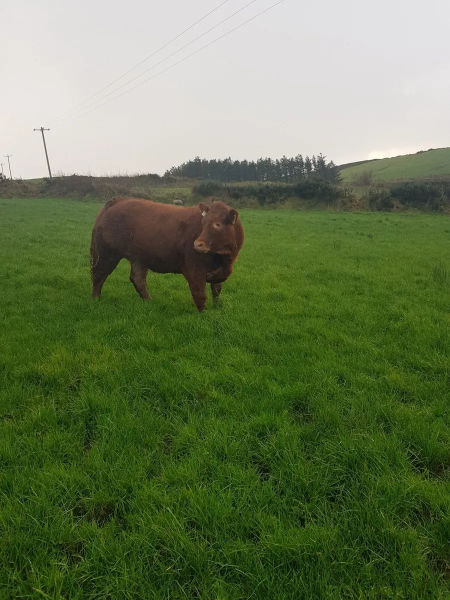 Show Quality Heifer - Image 1