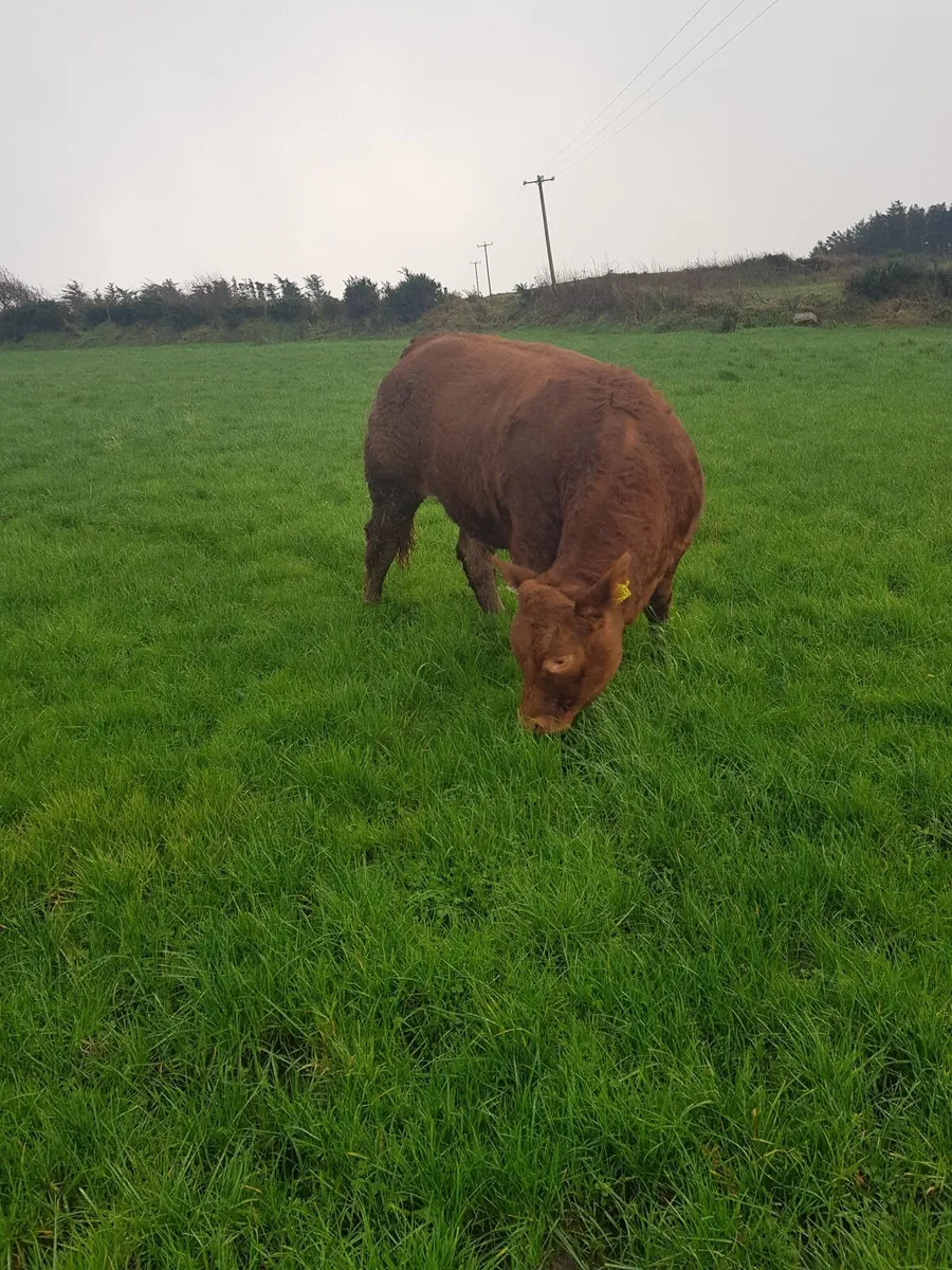 Show Quality Heifer - Image 4