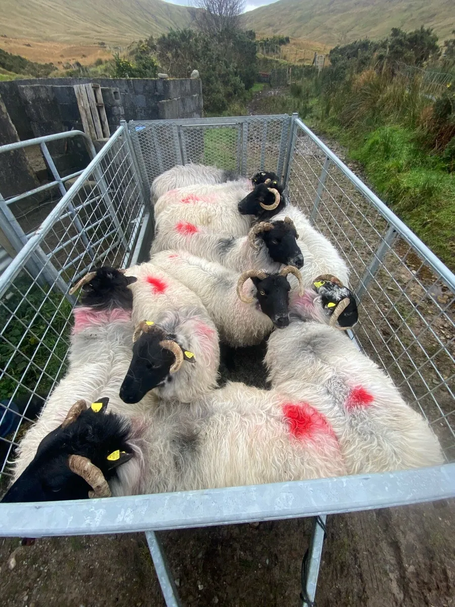 BlackFaced Aged Ewes - Image 1