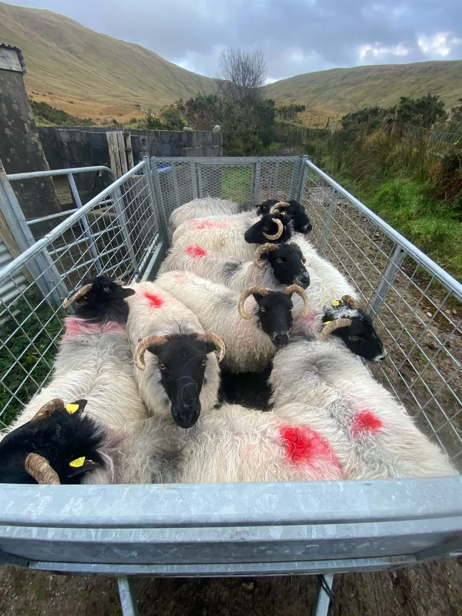 BlackFaced Aged Ewes - Image 2