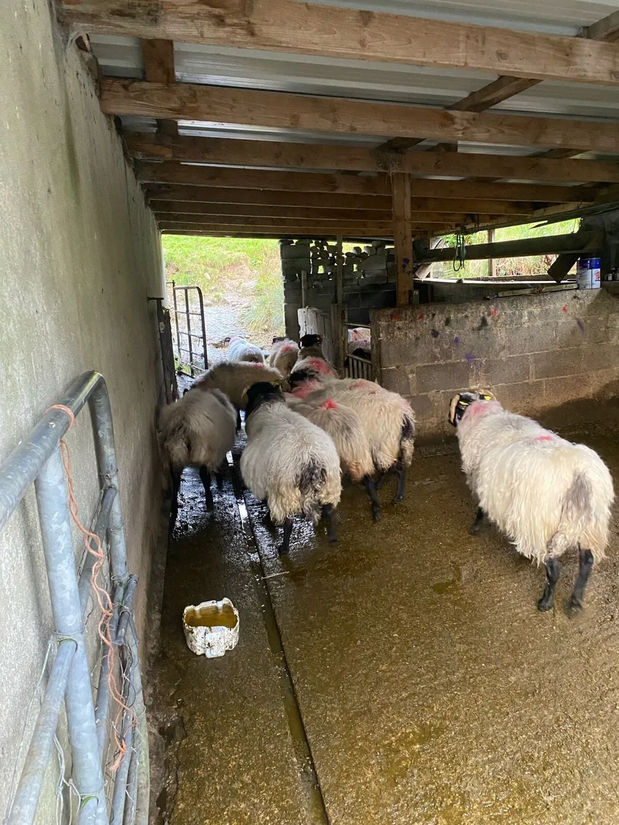 BlackFaced Aged Ewes - Image 3