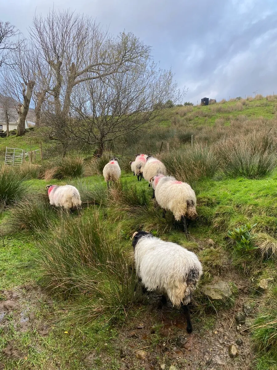 BlackFaced Aged Ewes - Image 4