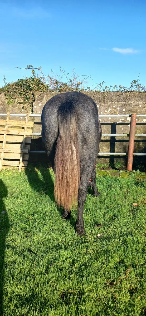 1 connemara filly and 1 connemara mare - Image 2