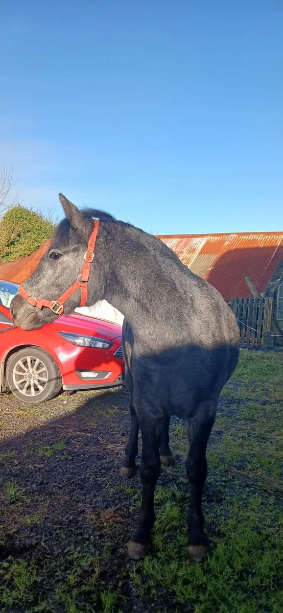 1 connemara filly and 1 connemara mare - Image 3