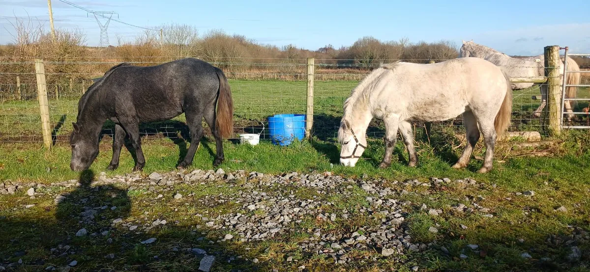 1 connemara filly and 1 connemara mare - Image 1