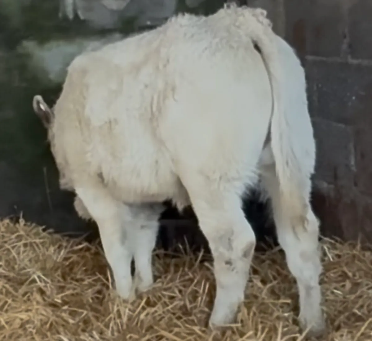 Large selection of Autumn suck calves available - Image 3