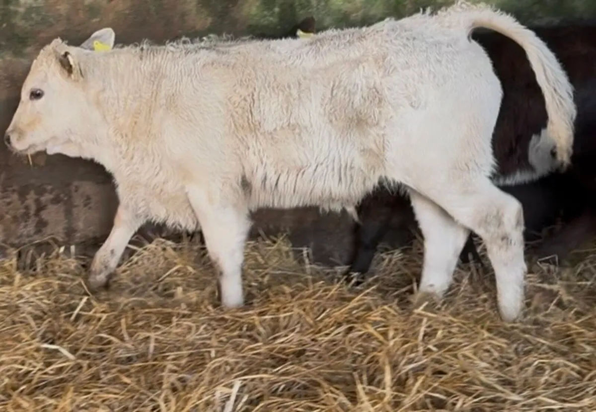 Large selection of Autumn suck calves available - Image 2