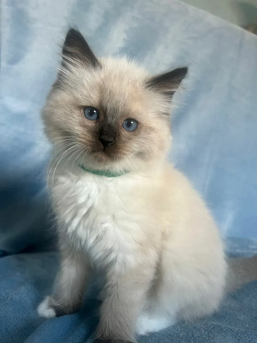 10-Week-Old Ragdoll x Scottish Fold Kittens - Image 1