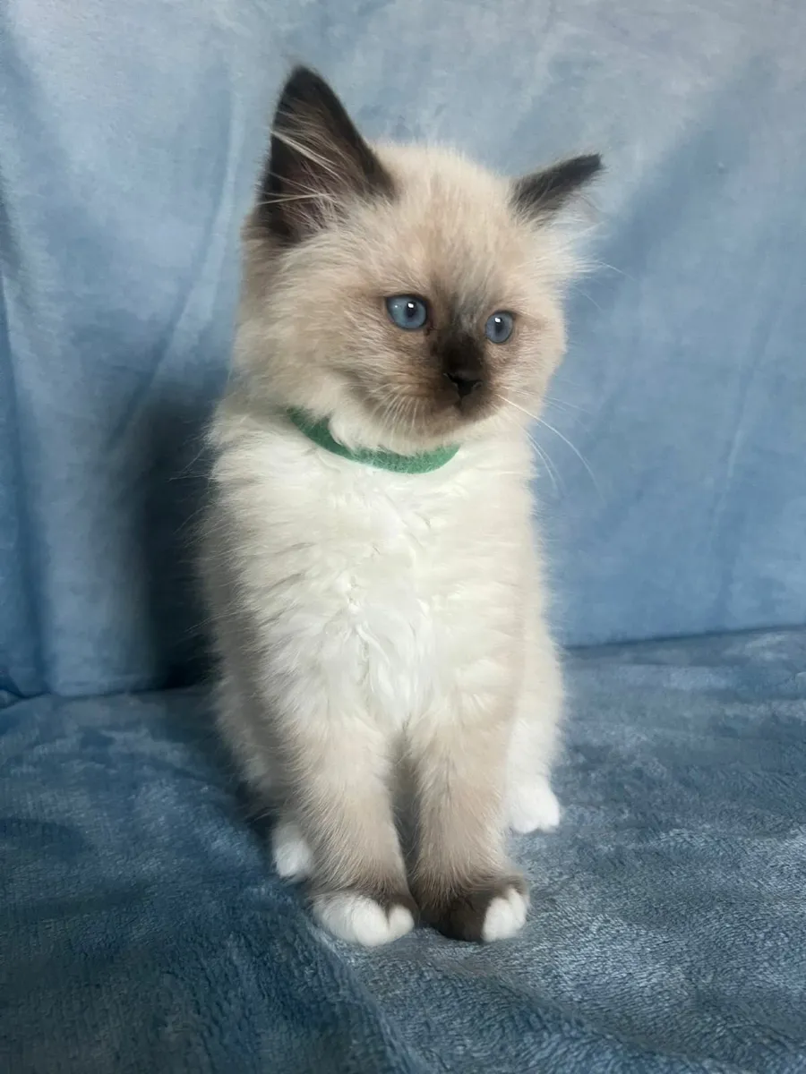 10-Week-Old Ragdoll x Scottish Fold Kittens - Image 2