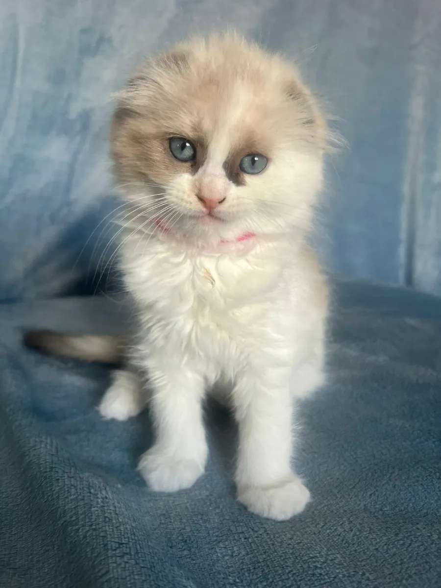 10-Week-Old Ragdoll x Scottish Fold Kittens - Image 3
