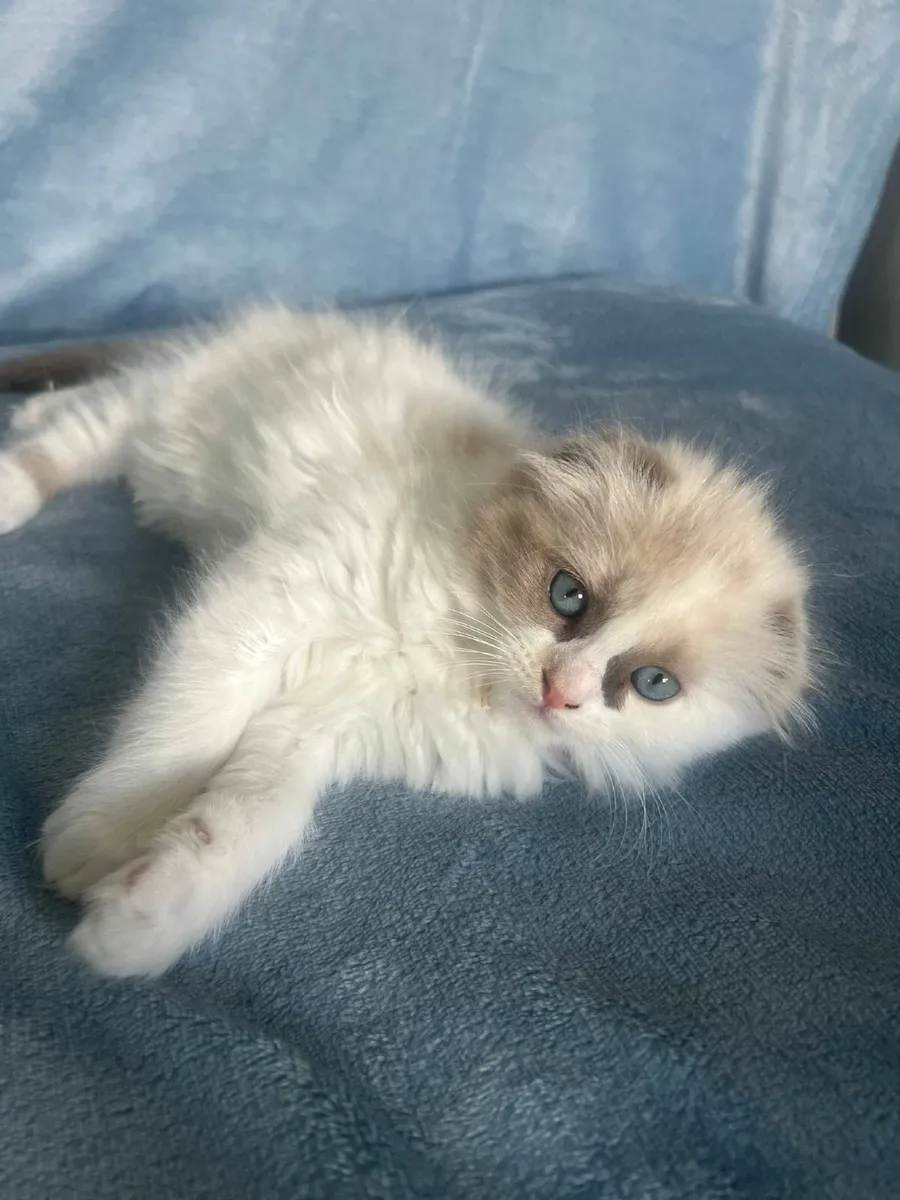 10-Week-Old Ragdoll x Scottish Fold Kittens - Image 4