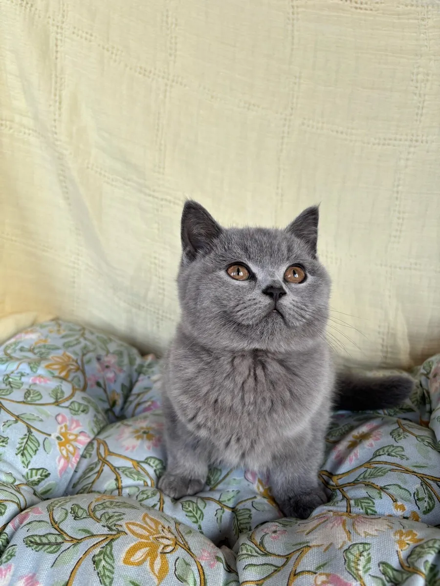** LAST BOY REMAINING** GCCFI British Shorthair - Image 3