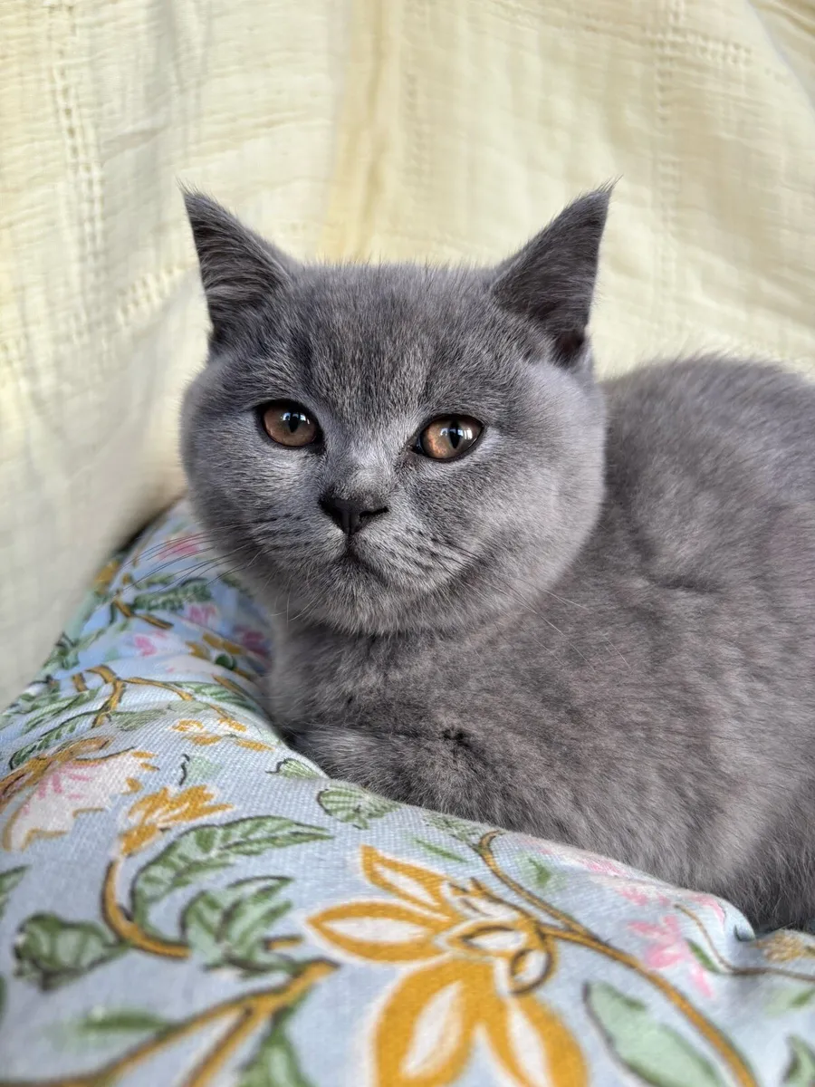 ** LAST BOY REMAINING** GCCFI British Shorthair - Image 4