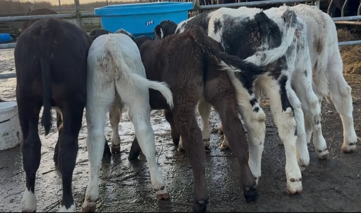 Super selection of top quality Bull calves - Image 3