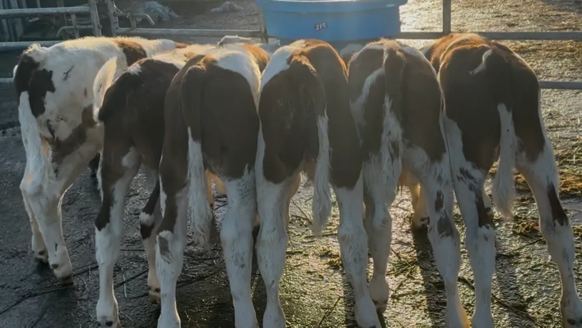 Super selection of top quality Bull calves - Image 1