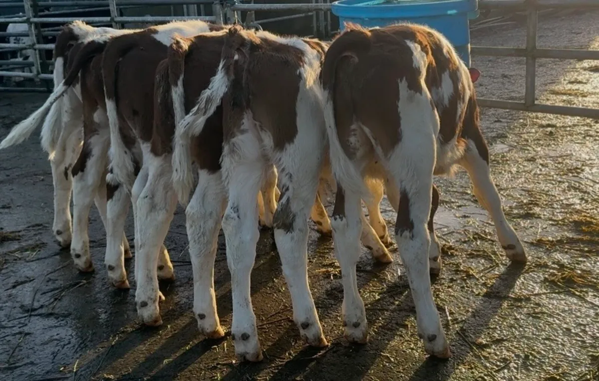 Super selection of top quality Bull calves - Image 4