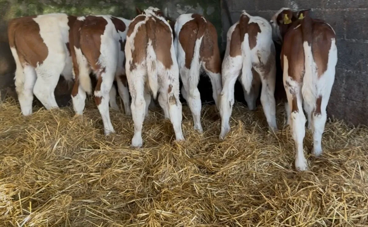 Super selection of top quality Bull calves - Image 2