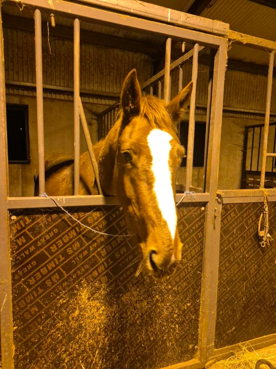 4yr Unbroken - Image 4